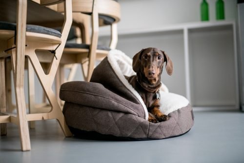 Harley & Cho Cover Brown Лежак з капюшоном