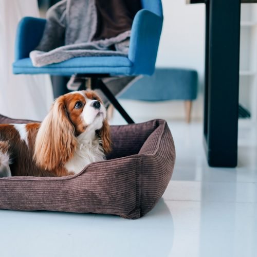 Harley & Cho Brown Velvet Лежак для собак