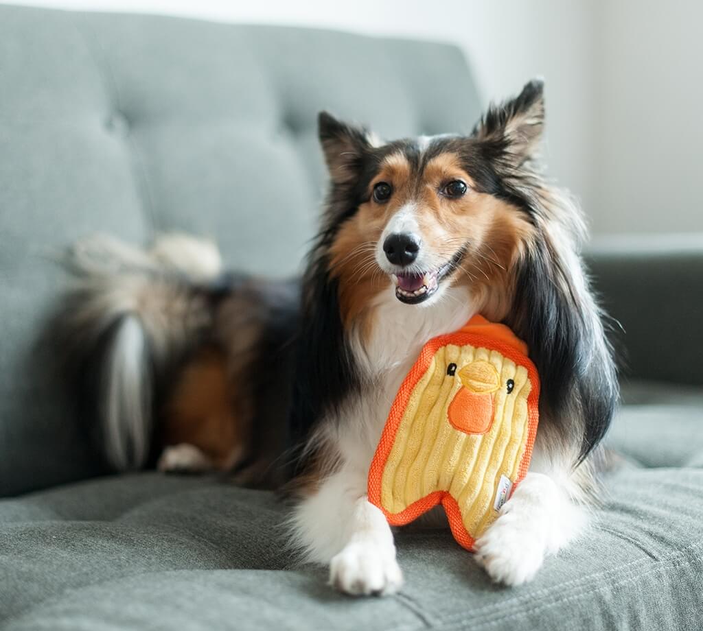 Outward Hound Invincibles Minis Chicky "Непереможне курча" для собак - Зображення 2