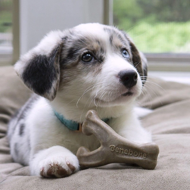 Benebone Puppy Wishbone Bacon Жувальна іграшка зі смаком бекону для цуценят - Зображення 3